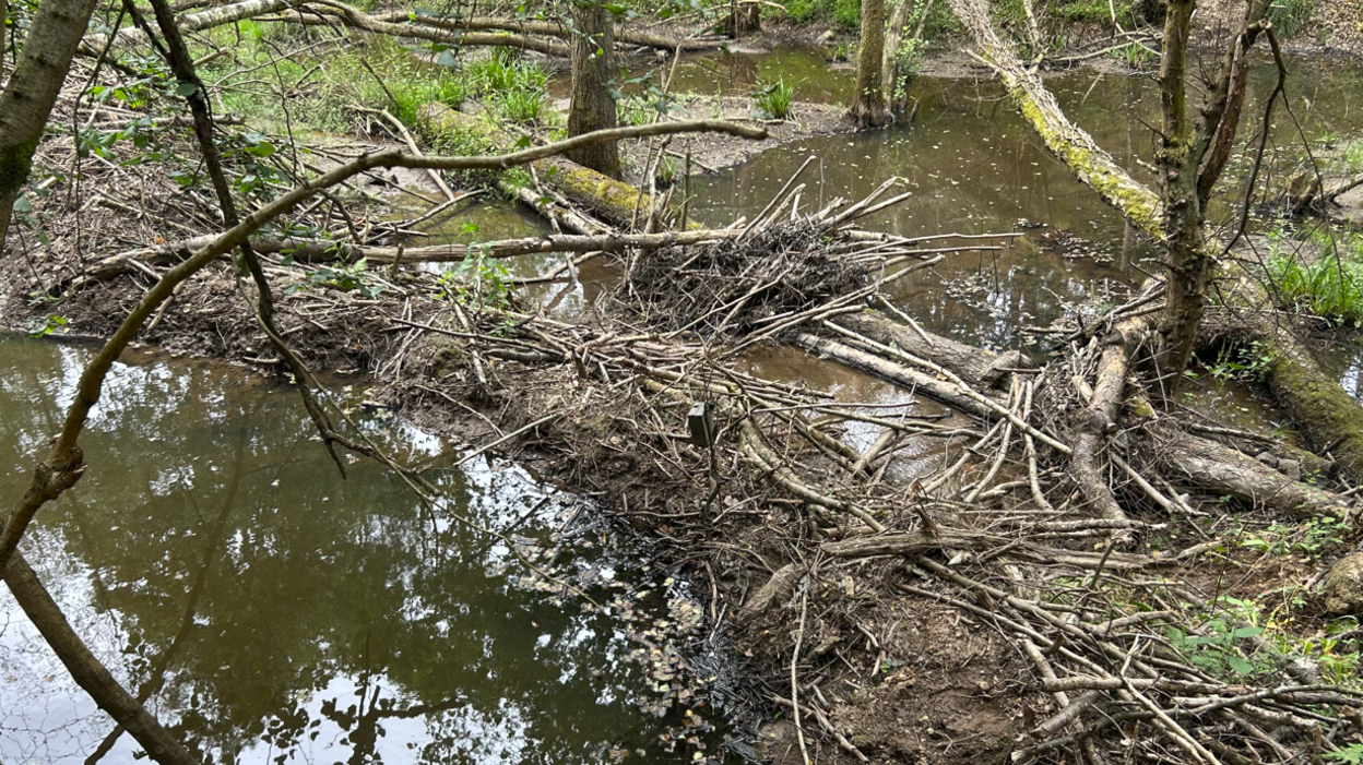 Trees and branches lie on the floor of a woodland, surrounded by water.