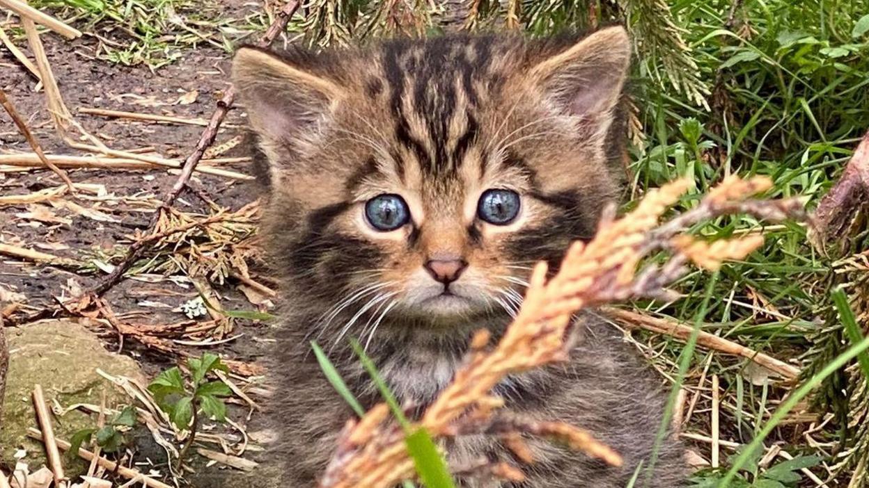 A kitten is fluffy with light brown fur and black stripes. It has large green eyes, which are fixed on the camera.
