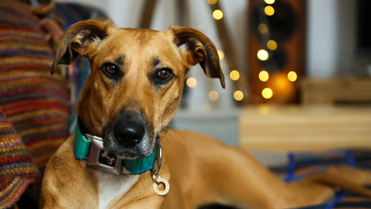 Sarah the Lurcher wears a green collar and is lying on a stripy throw. In the background there are some fairy lights. She has golden coloured hair and brown eyes. 