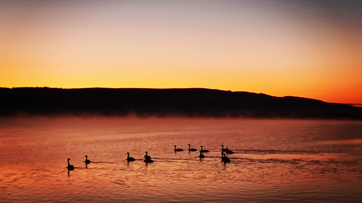 Swans are swimming on Cheddar Reservoir as the sun rises. Everything is coated in an orange and pink light. 