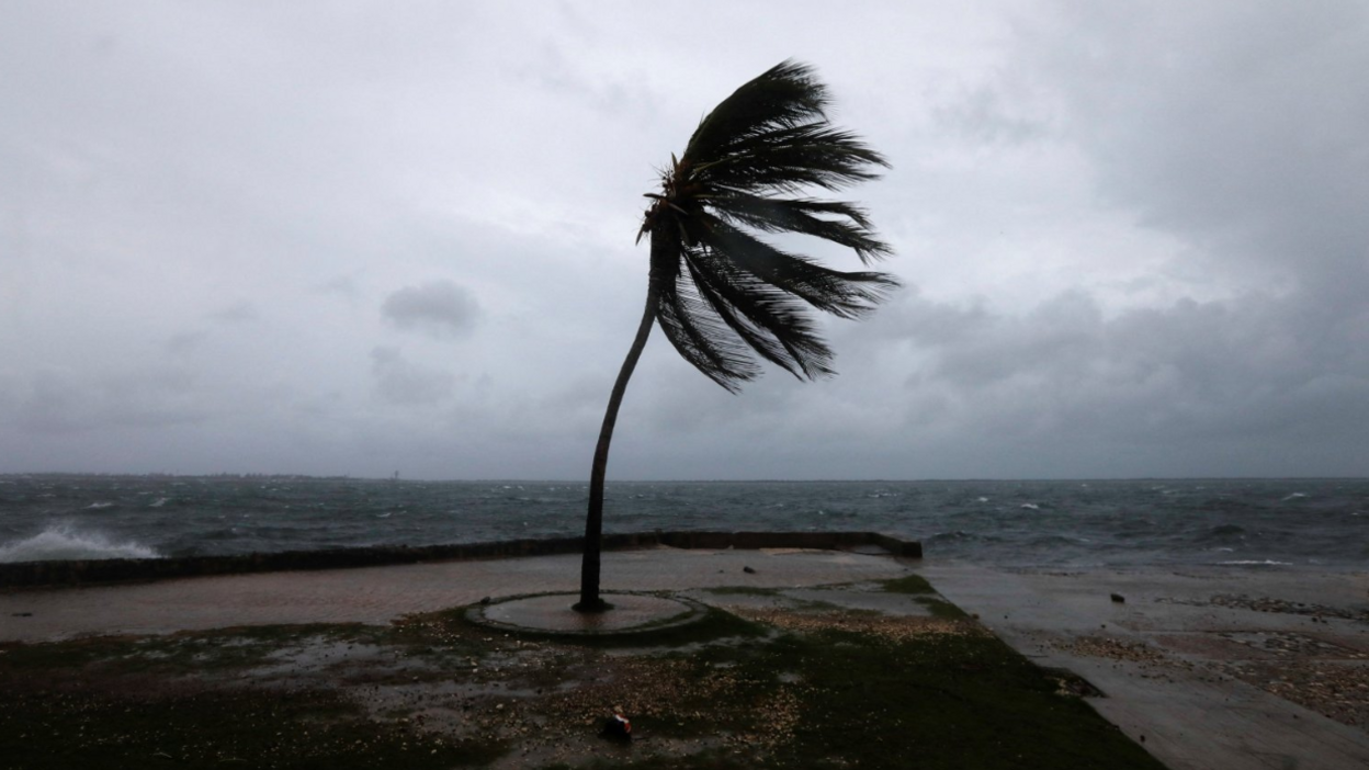 A photograph of a palm tree in the wind next to the sea blowing in the wind.