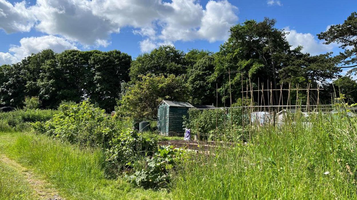 The allotment site with a shed and planters