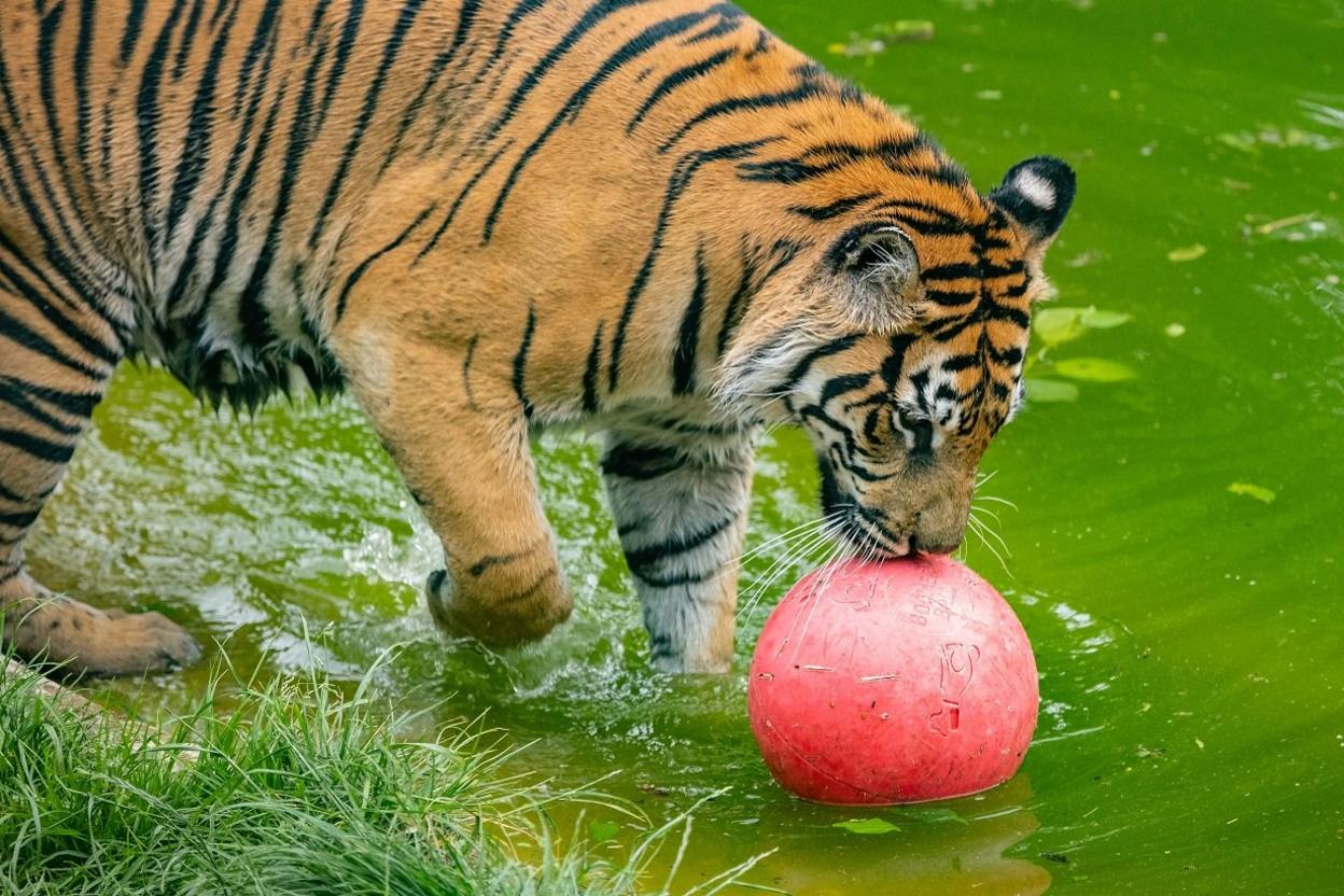 tiger playing with ball