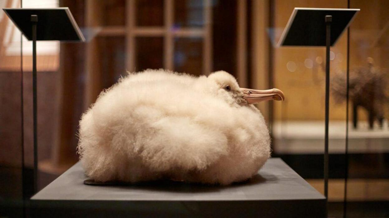 Baby albatross