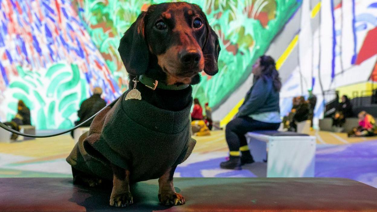 A brown dachshound in front of a psychedelic visual display on the walls of a performance space with people viewing in the background.