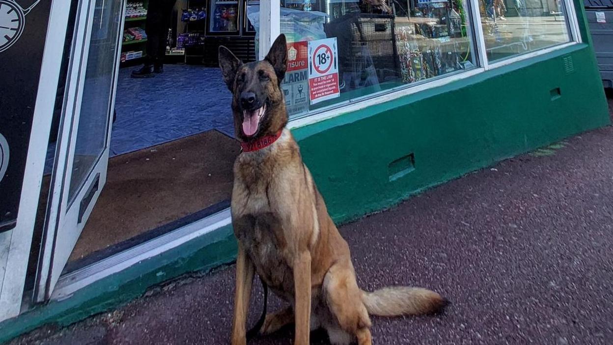 A police detection dog wearing a red collar and sitting outside a shop which has now been closed due to sales of illegal goods