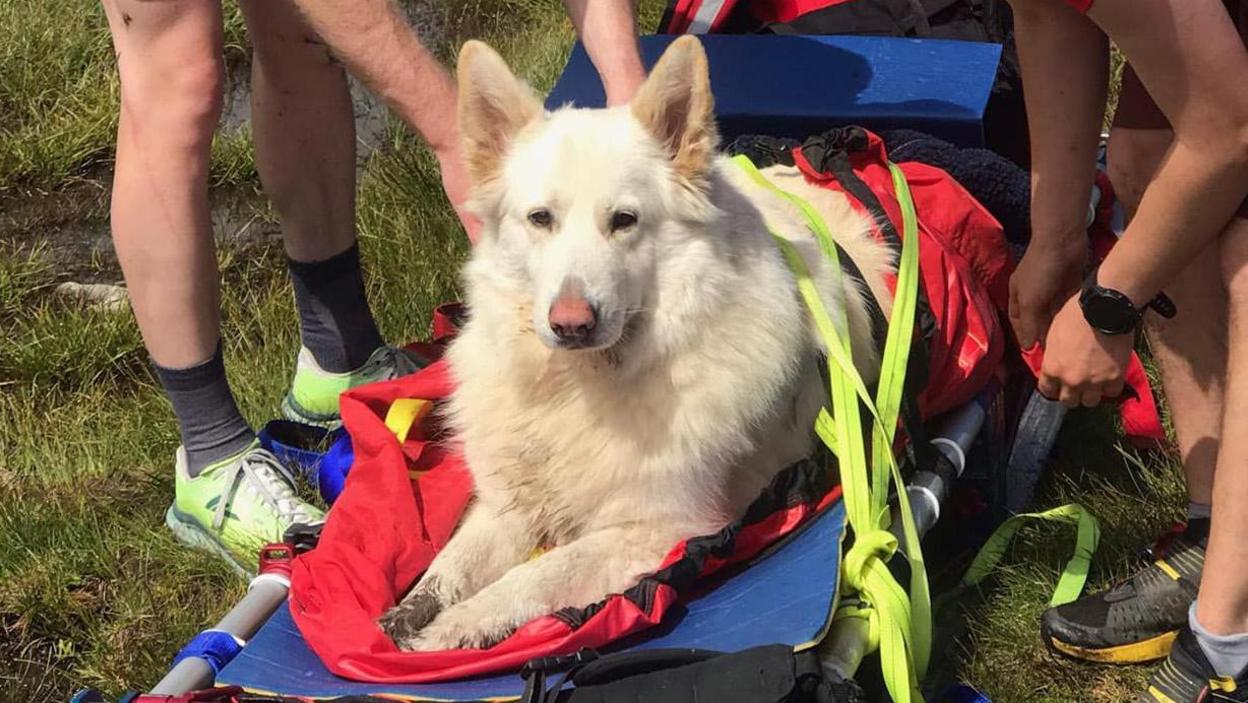 A white German shepherd on a stretcher being cared for by Mountain Rescue.