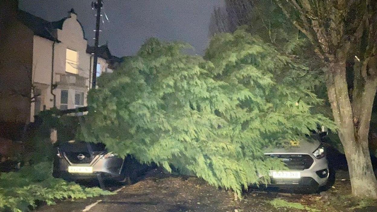 A large conifer blocks Ashlin Grove in Lincoln, its branches resting on the bonnets of two silver cars.