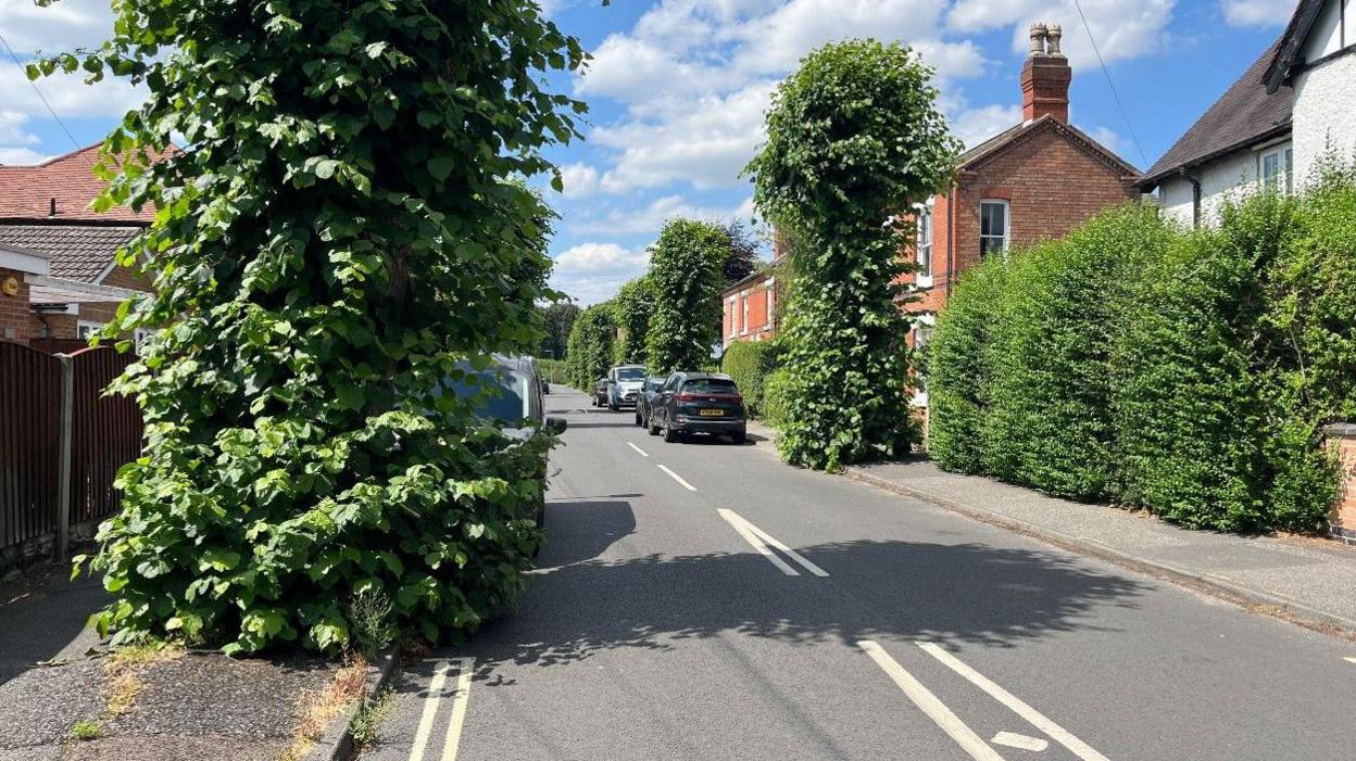 Leafy tree trunks on a residential road, with parked cars and pavements largely obstructed 
