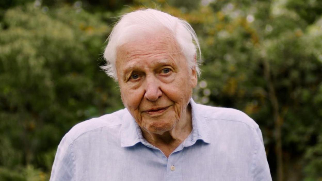 A screenshot of the video with David Attenborough looking into the camera with a furrowed brow and pursed lips. He has white, short hair and is wearing a light blue shirt with short sleeves. He is standing outside in front of some trees and bushes.
