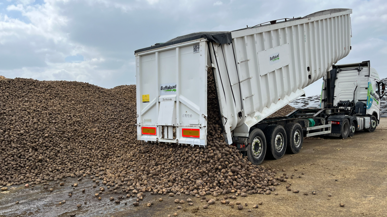 A large white lorry is tipping thousands of potatoes out the back of it, adding to an already huge mound.