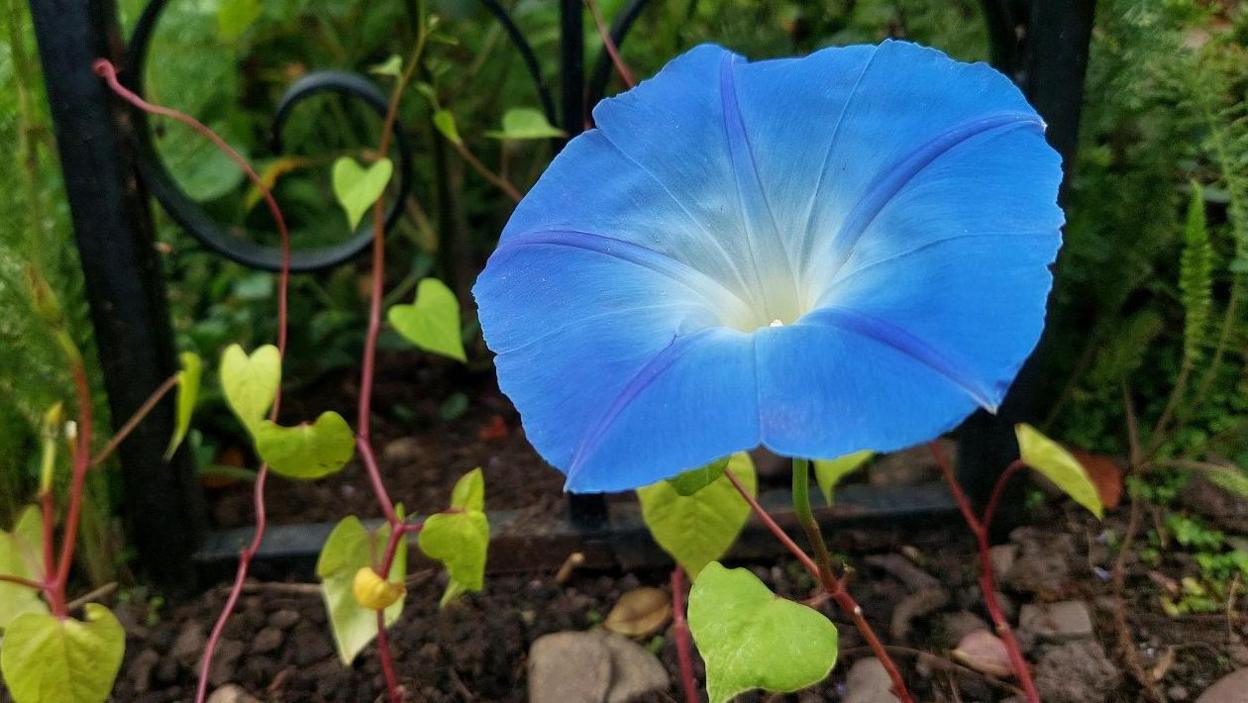 A blue flower amid trailing strands of other plants in a garden in Wolverhampton