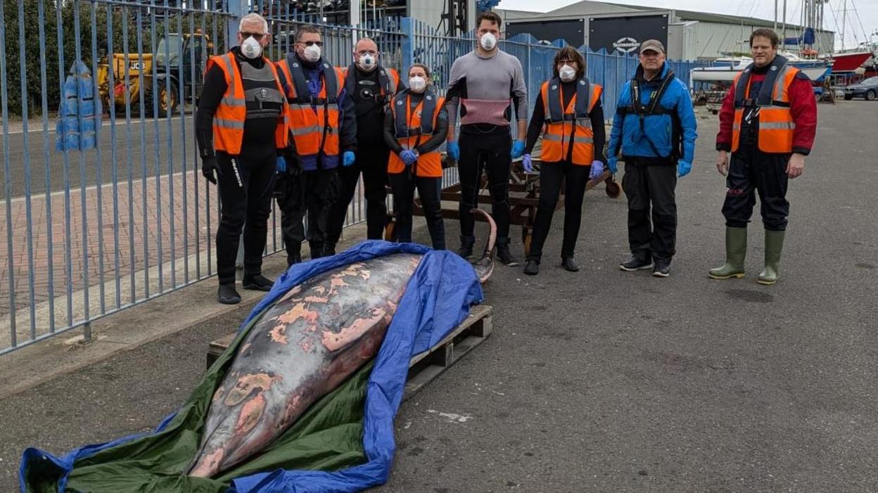 A dead whale wrapped in a blue sheet on a pallet. Eight people, most of them wearing face masks and some in wetsuits, stand nearby facing the camera.