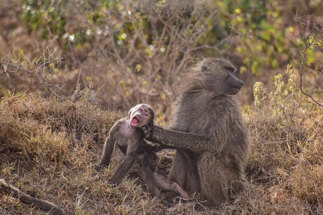 baboons.