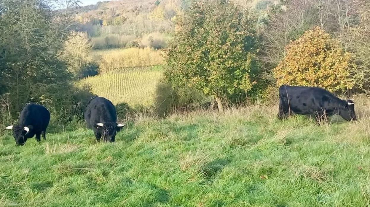 Three black Dexter cattle grazing on Golden Hill near Canterbury with rolling hills in the background