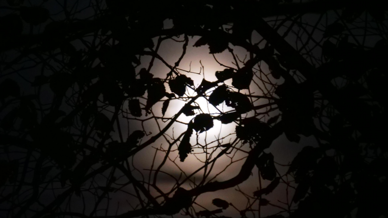 This image shows silhouetted tree branches and leaves set against a bright full moon. The moonlight creates a dramatic contrast, making the intricate shapes of the branches stand out sharply against the illuminated sky. 