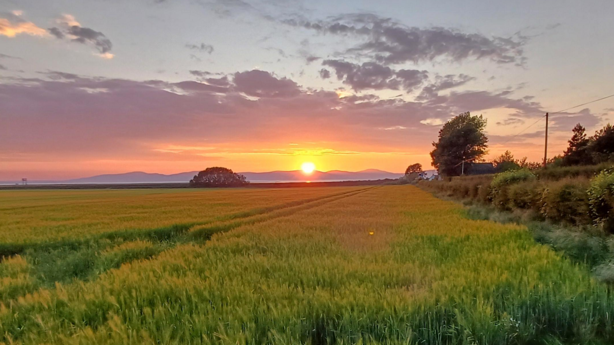 A field of tall green wheat grass. In the distance the silhouette of mountains are lit up by an orange sunrise.