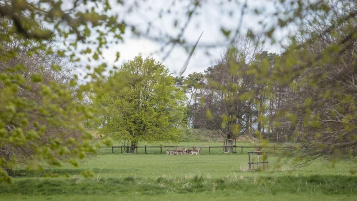 Deer from afar at Dyrham Park, exploring their new home