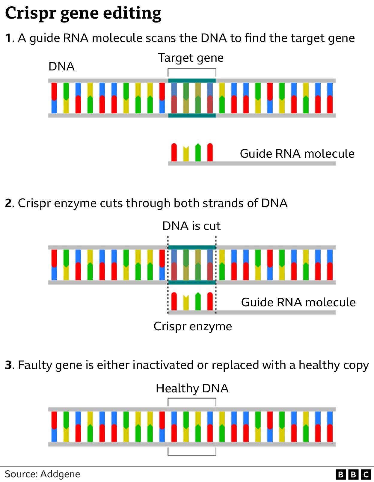 Crispr gene editing graphic