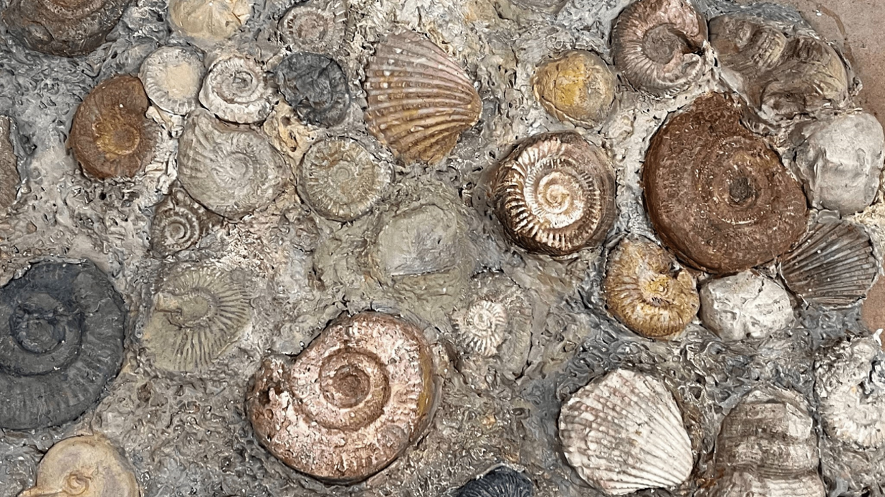 About 20 shells and fossils planted into clay and plaster, as seen at the exhibition 