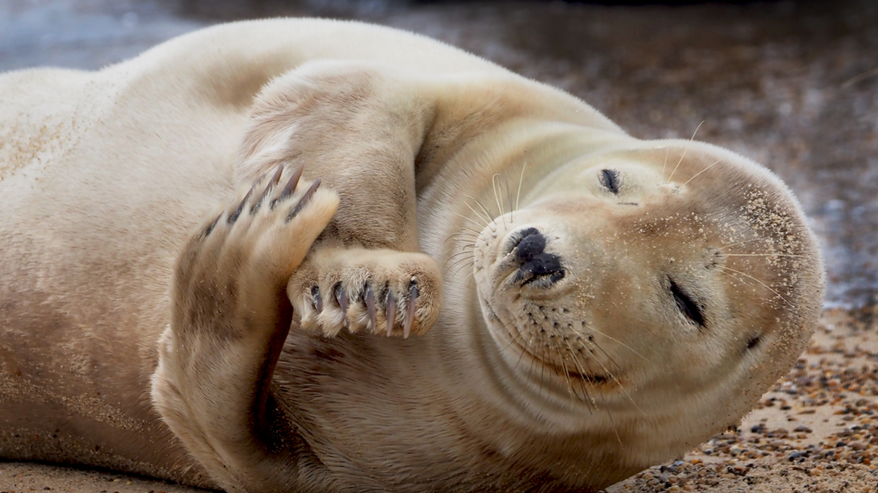 A seal on a beach with its arms crossed.