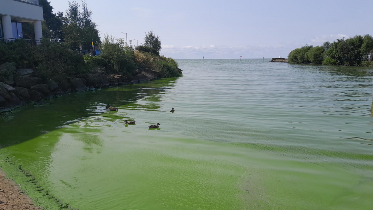 Green water and sand due to algae