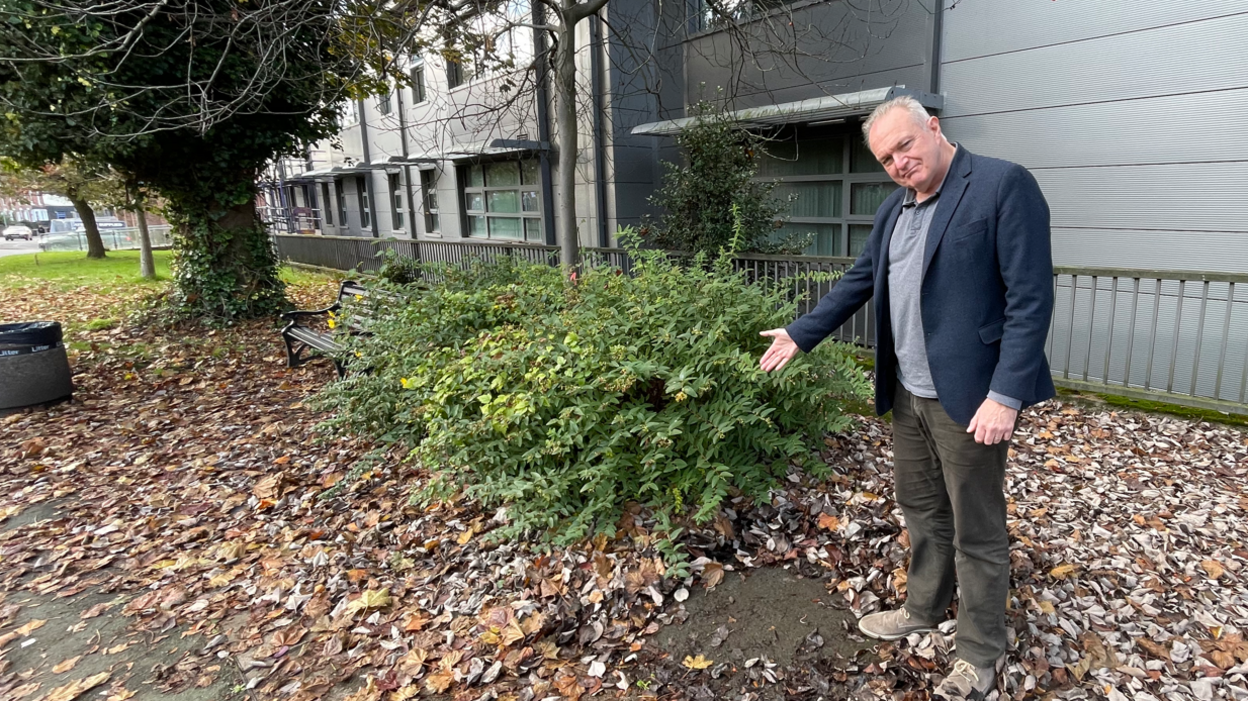 A man with grey hair, wearing brown trousers, a grey tshirt and blue jacket standing in front of a bush and gesturing towards the ground, which is covered in leaves.