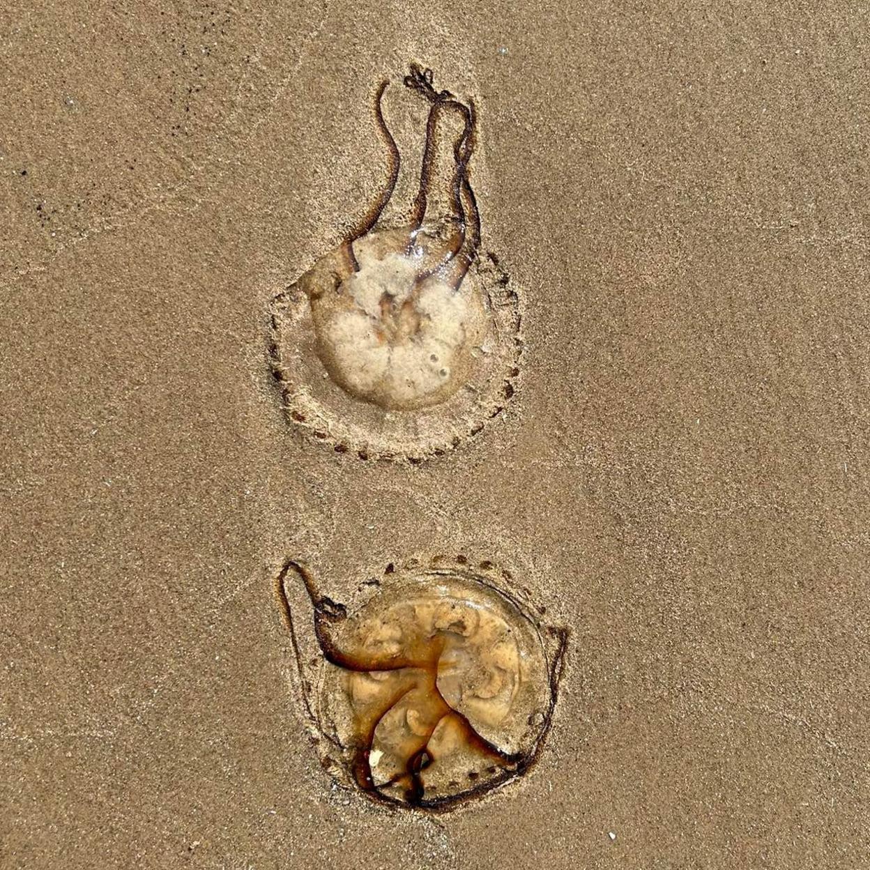 Yellow and brown jellyfish which are stuck in sand with brown thread-like lines coming out of them.