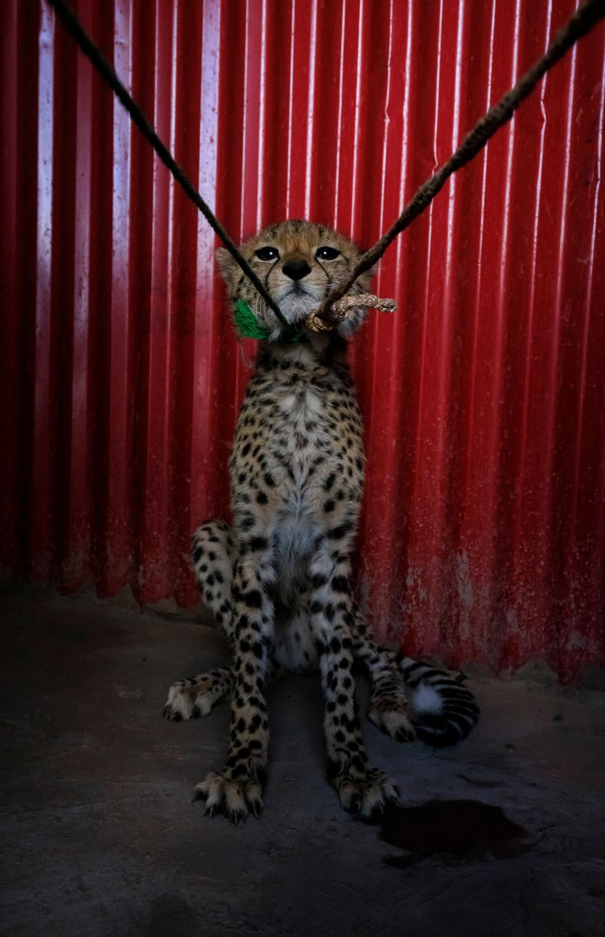 A young cheetah cub, tied up with a rope around its body, hisses in distress. Its small frame is tense, and its eyes filled with fear as it sits on the dusty ground, unable to escape.