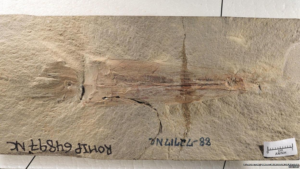 vampyropod fossil