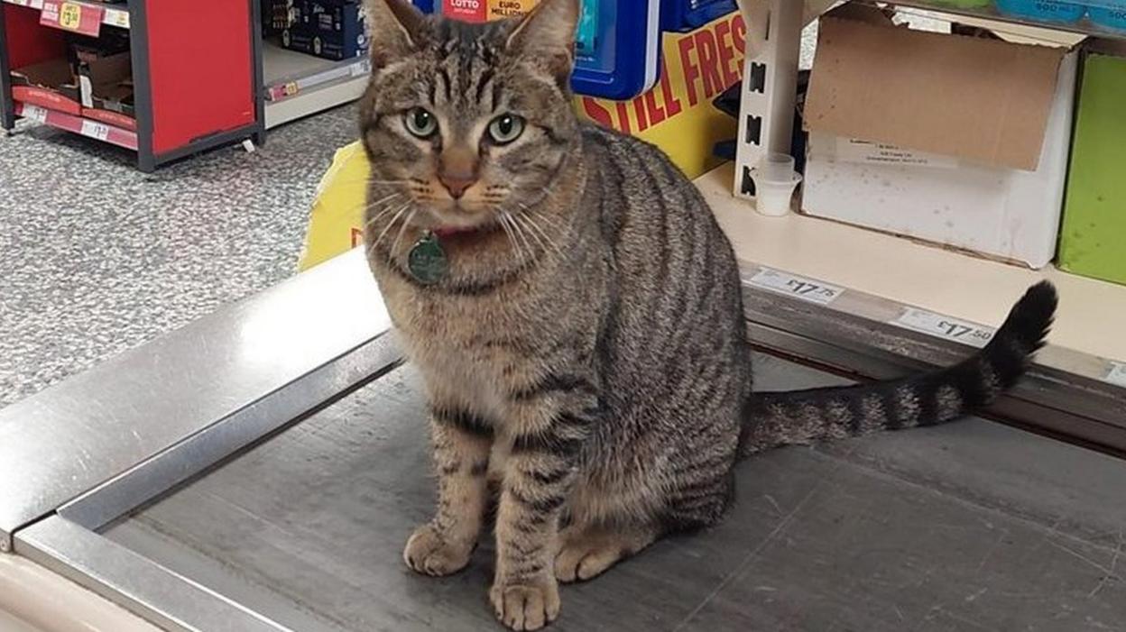 Susie the cat on a conveyor belt in a shop