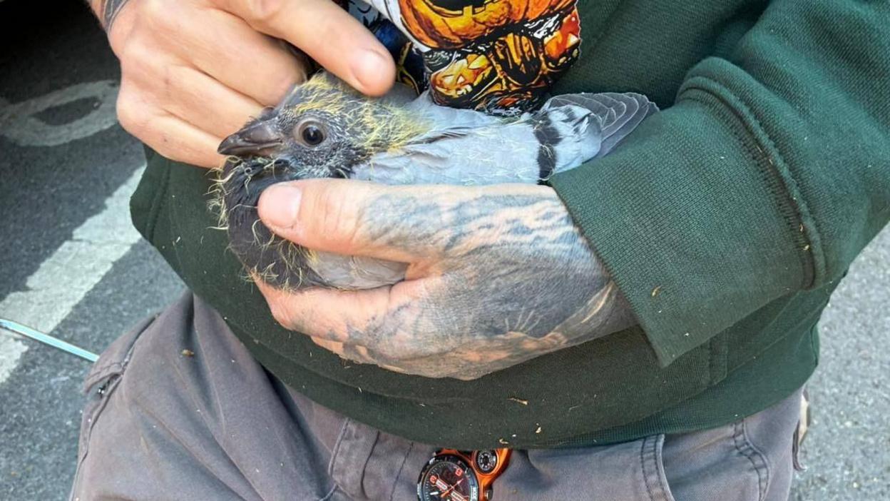 A close-up shot showing a person wearing a green jumper and grey work trousers. They are holding a small grey squab with fluffy yellow and grey feathers and they are gently stroking its head.
