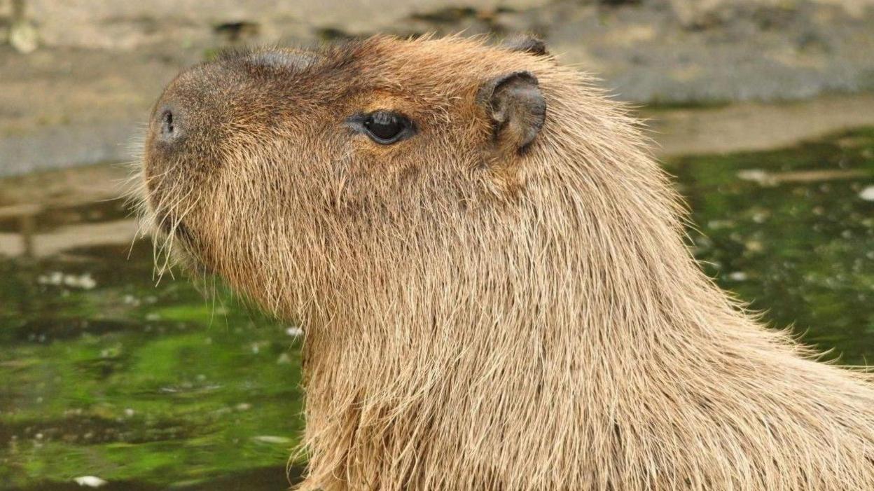 The head and shoulders of a capybara, a large rodent, stand sideways to the camera with a body of water in the background