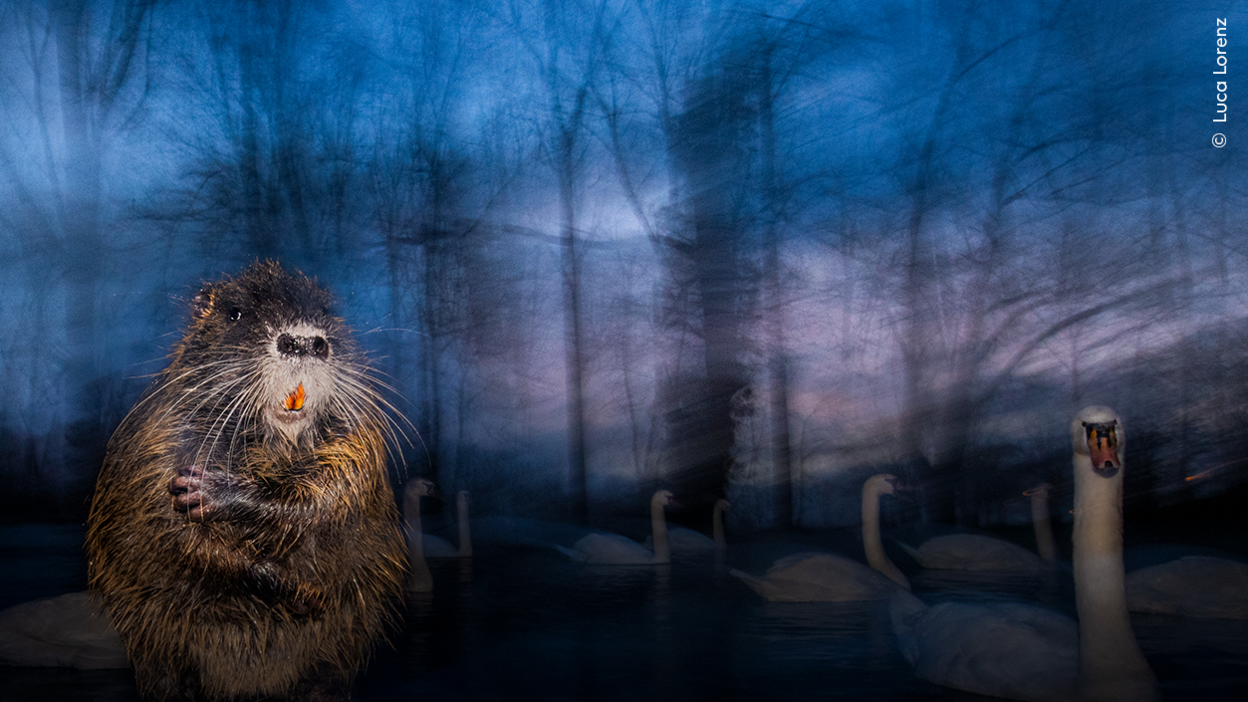 Luca was photographing mute swans on an urban lake when a coypu photobombed his frame. The coypu is brown and resembles a beaver. Several swans can be seen in the background of this arty/blurry framed image.