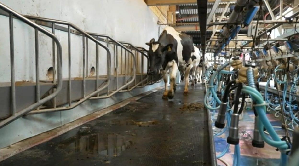 Cows walking at the farm, with equipment to the right