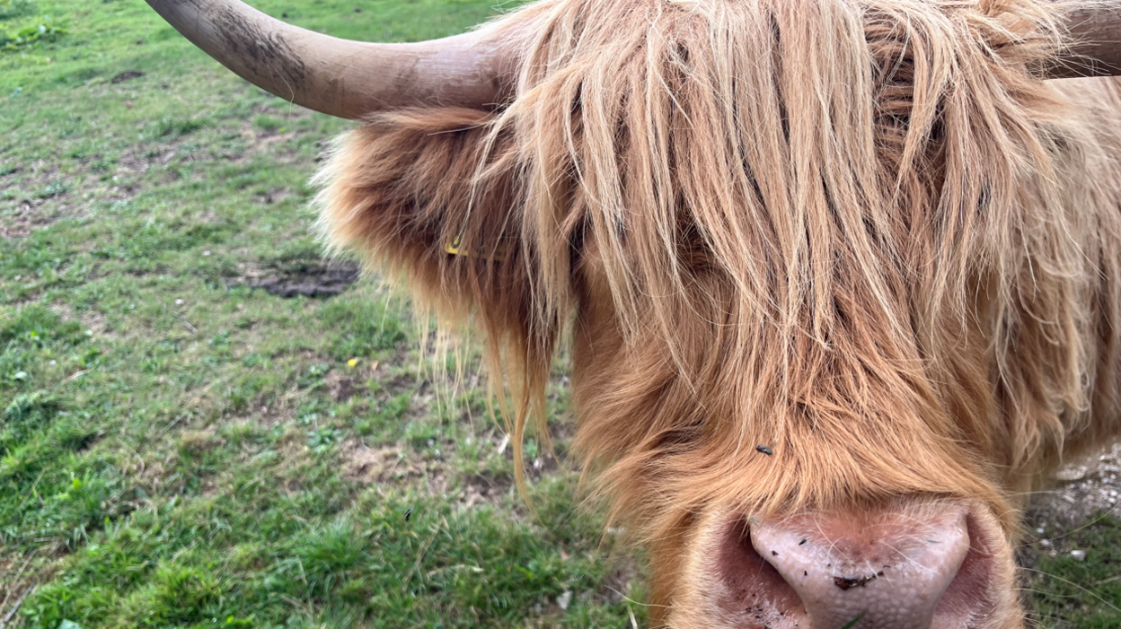 A shaggy Highland cow standing in a grassy field, its long fur draping over its eyes and framing its curved horns. The terrain behind it is earthy.