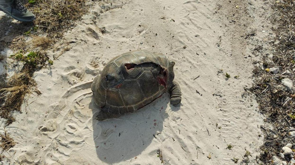 An injured tortoise near a dredging site in Assumption Island.