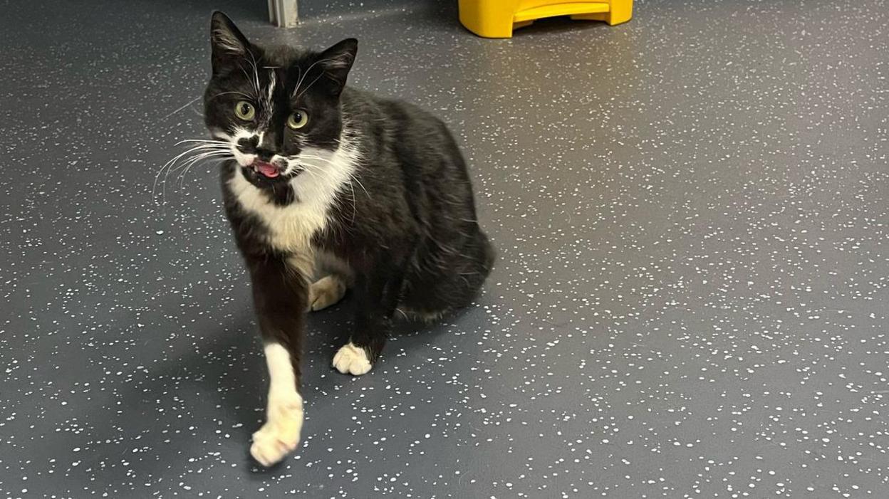 Pierre at the vets. The cat, which has a black and white face, white paws and a black body, is sitting on the floor at the vets, looking as if he wants something.