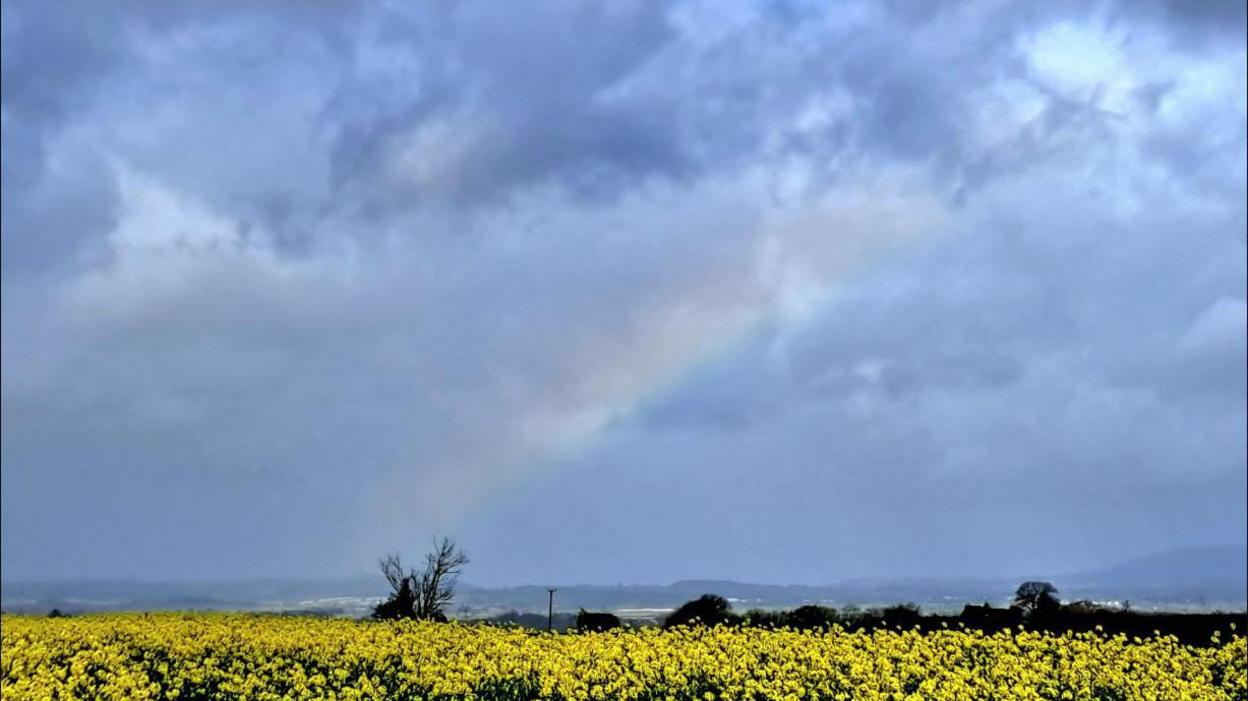 Rainbow over flower field