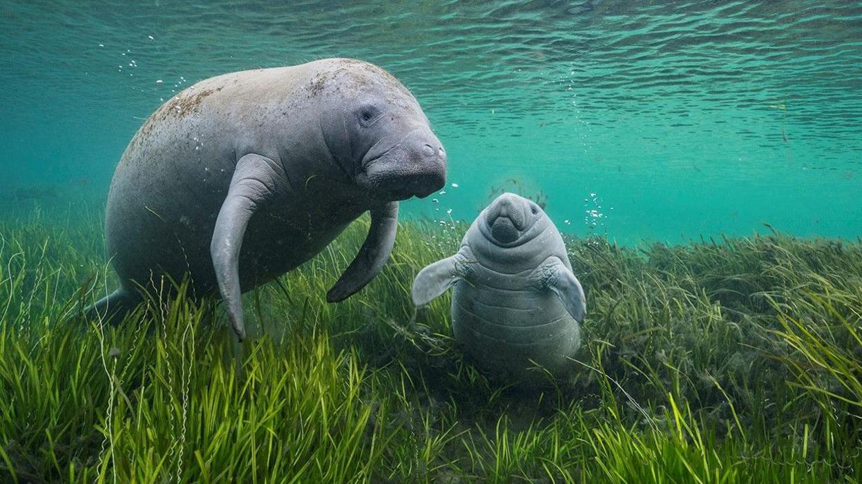 Two manatees in sea grass underneath the water