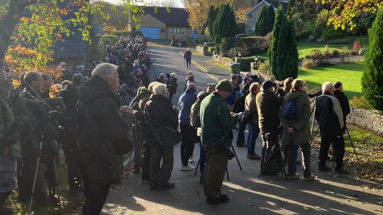 Crowds of people on a cul-de-sac in Halifax craning for a look at the rare bird, the Scarlet tanager.