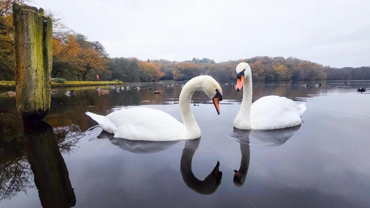 Two swans are on the water of a lake with trees visible in the distance beyond the water's edge. The swans are white with necks bent down slightly so their heads are closer to the water and they have orange beaks. Other birds can be seen behind them indistinctly on the surface of the water. To the left of the birds, a wooden post sticks out from the surface of the water.