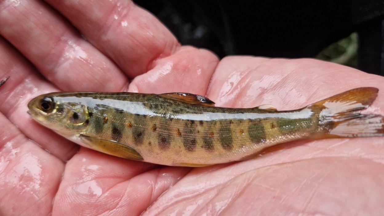 A young salmon being held in the palm of someone's hand. The fish is a pale colour with darker markings along its body.