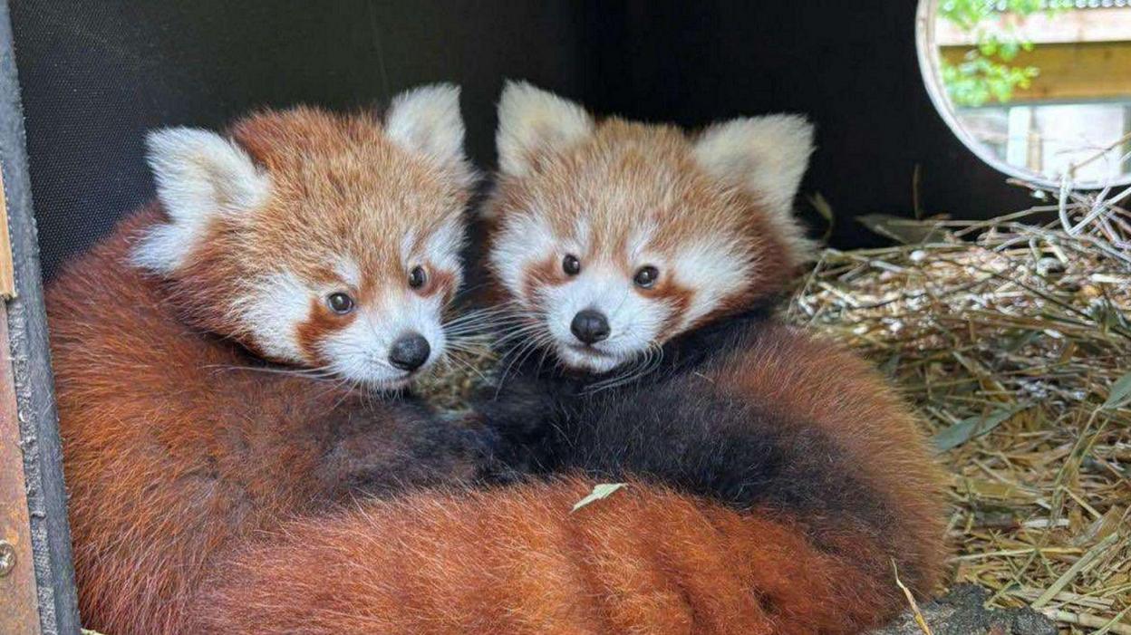 The cubs are lying together in the next box, both looking towards the camera. They have red and white faces and white ears and a red coat.