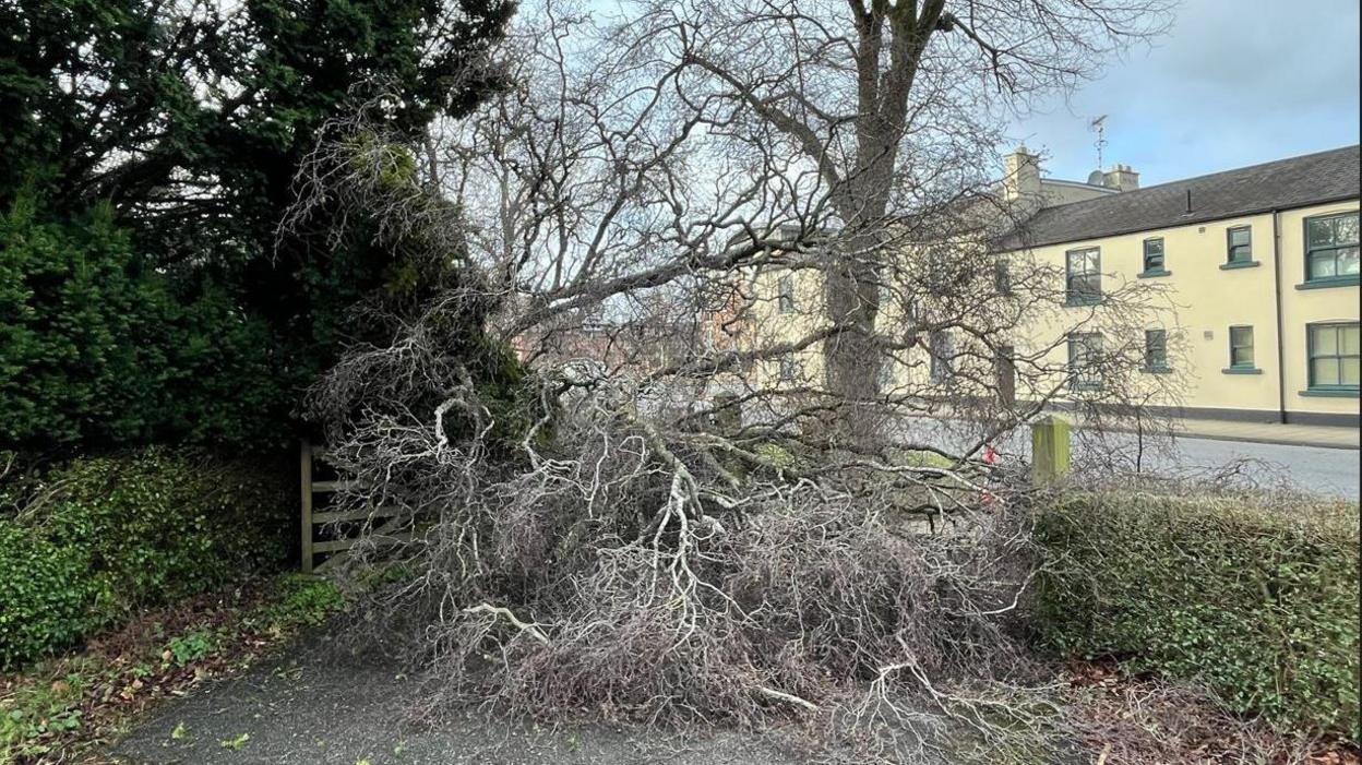 A tree in Northallerton which came down during high winds across North Yorkshire during Storm Éowyn. A gate is just visible to the left of the fallen branches. A cream and green house is on the other side of the road.