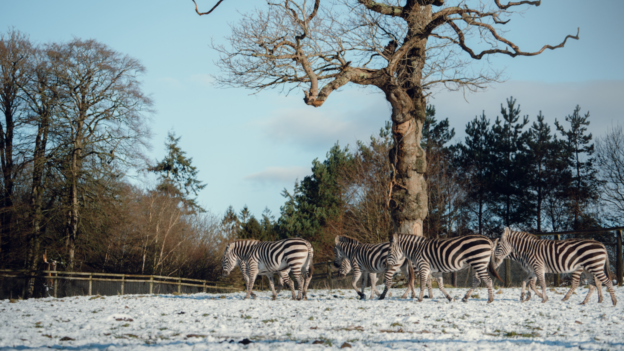 A herd of zebras walking through the snow in their enclosure at Longleat. They are all heading towards the left of the image, where a wooden fence blocks off an area of woodland. There is a large tree in the middle of the field and the skies are a light blue with wispy clouds.