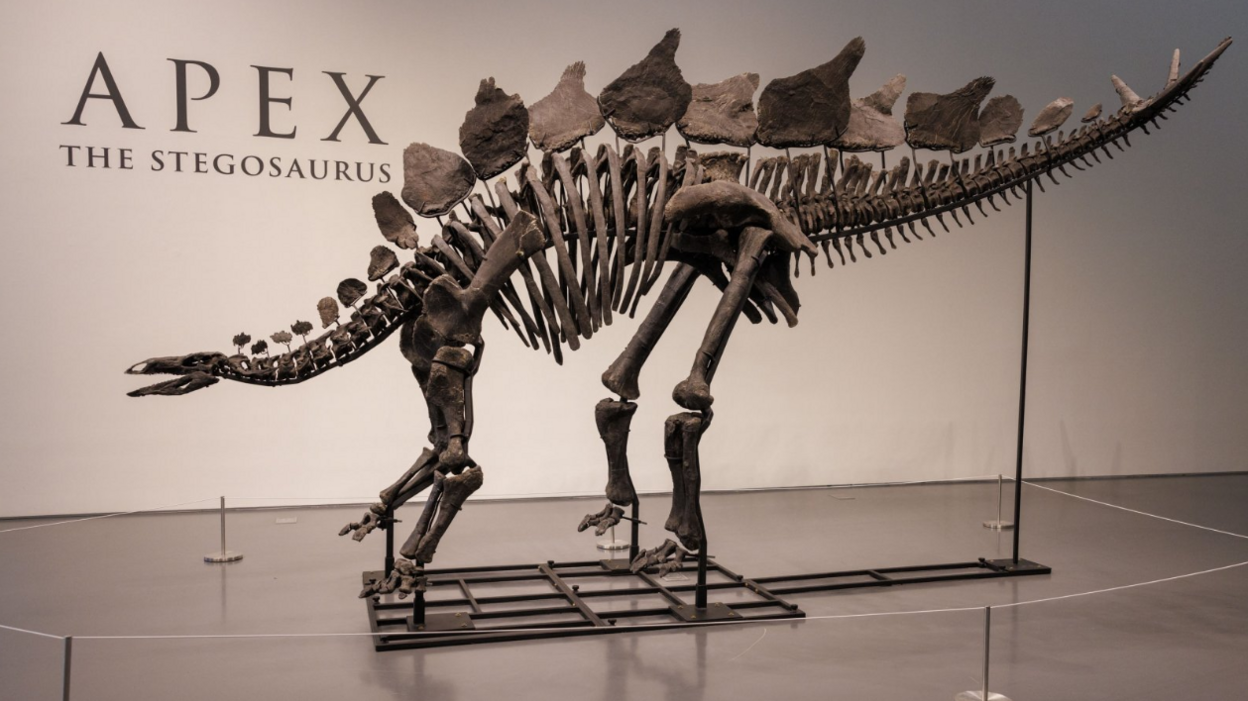 A skeleton of a stegosaurus - nicknamed Apex - at Sotheby's auction house in New York City. Photo: July 2024