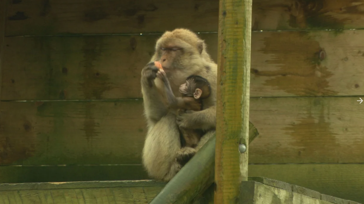 Mum and baby Barbary macaque