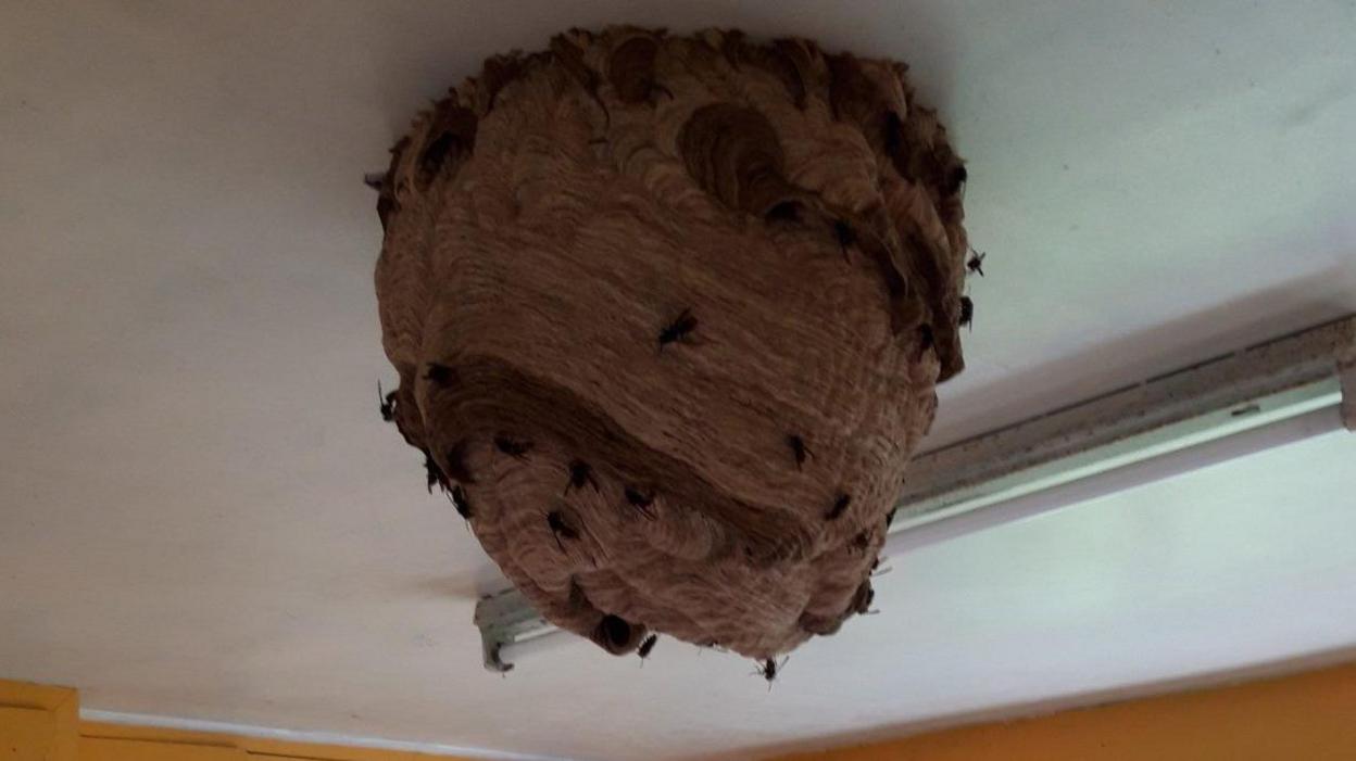 Asian hornet's nest