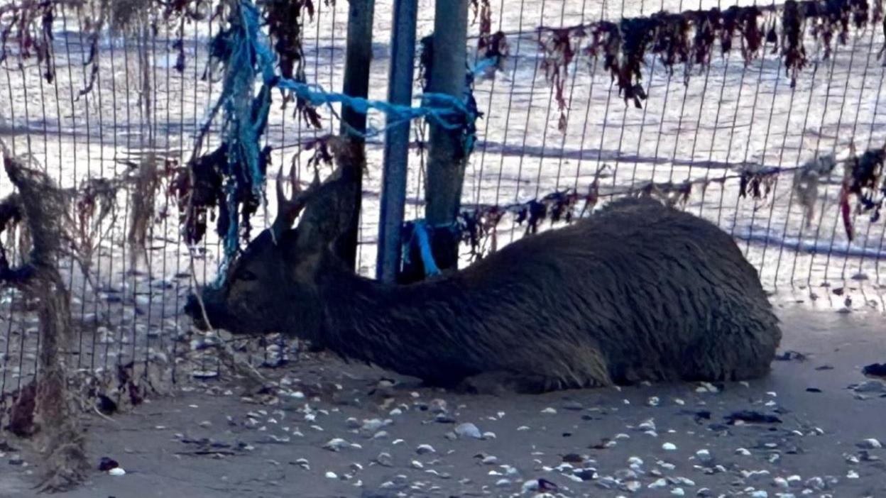 A roe deer with its face in a fence on Cleethorpes beach